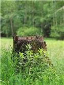 Veranstaltungsbild Wundertüte Natur